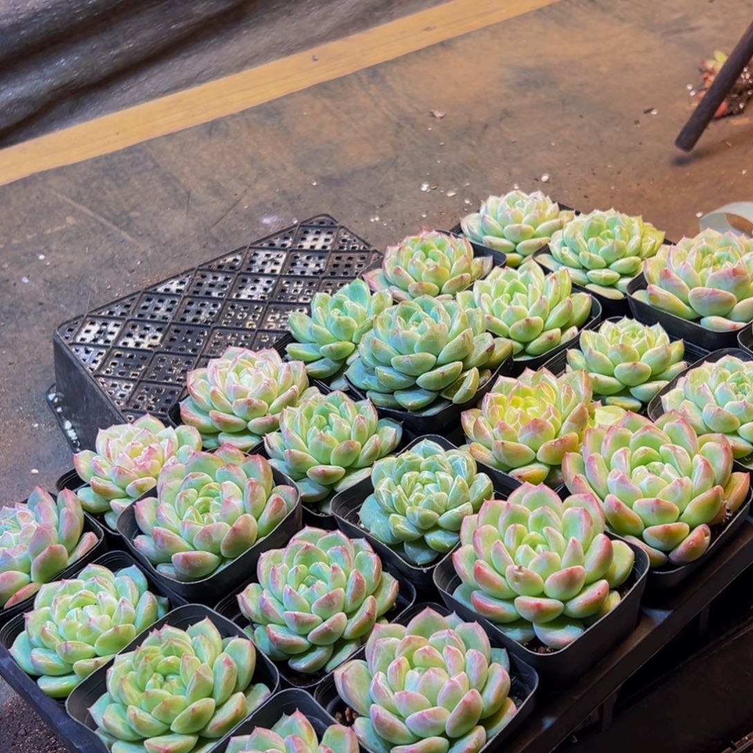 830量拍4颗多肉来啦打