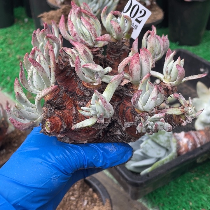 2号海瑟多肉植物