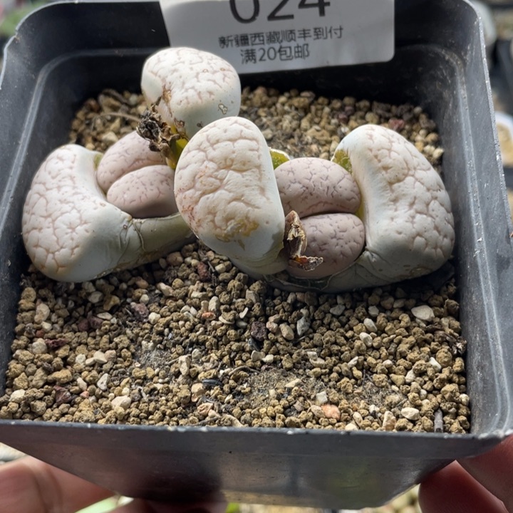 佳人园艺 老周多肉上福利啦荒024