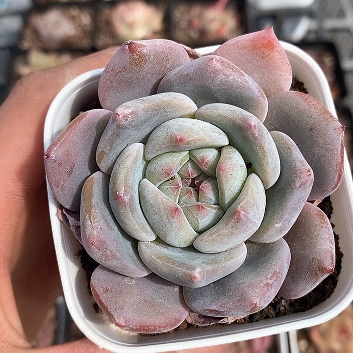 多肉植物一物一拍0044