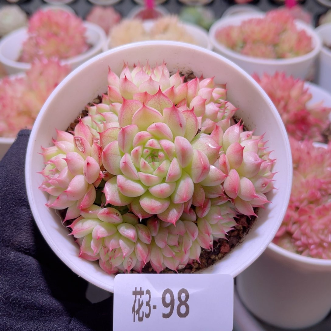 花利美3-98海王群