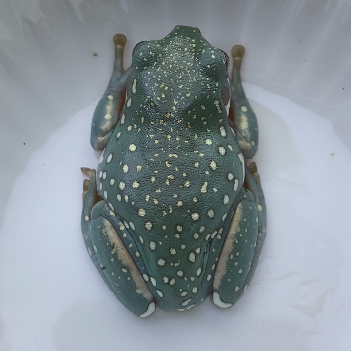 老爷树蛙24h蓝子代150合集21号