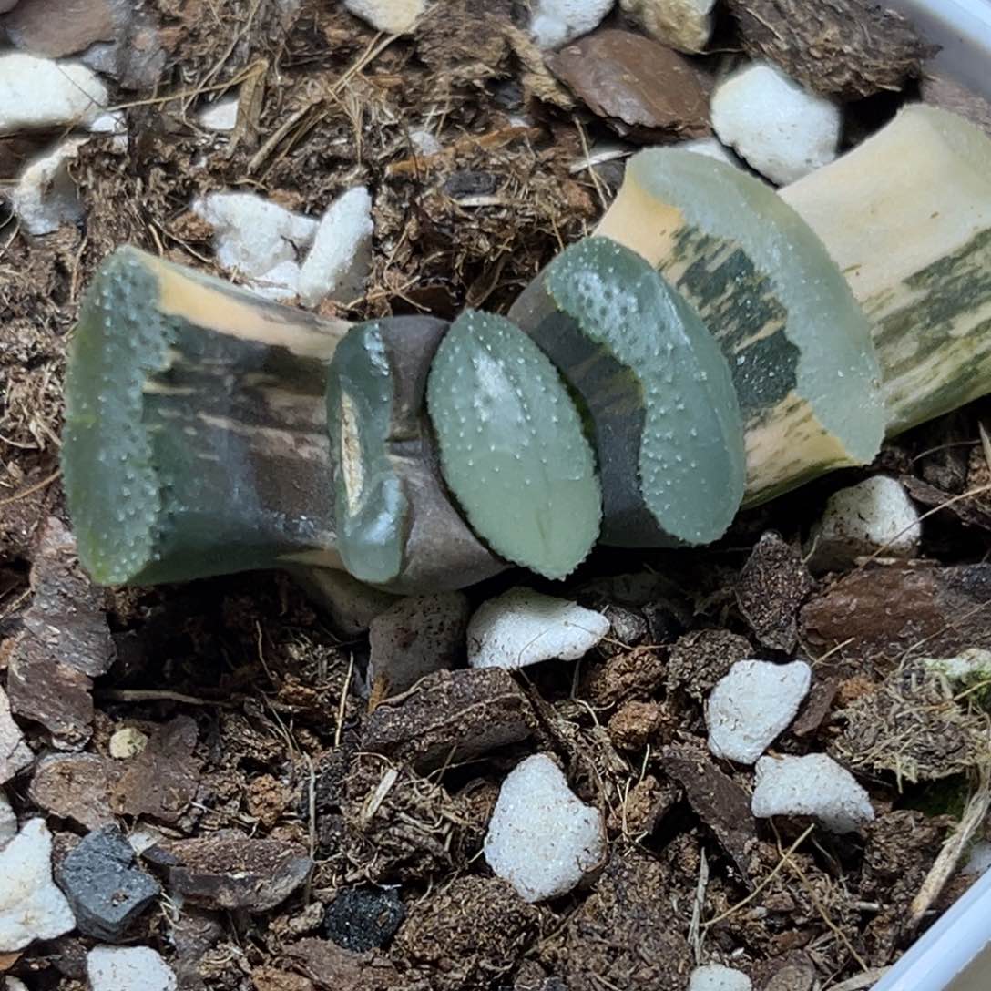 恭喜发财大吉大利831多肉'