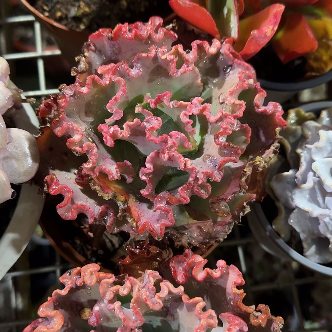 女王华丽多肉植物惊奇