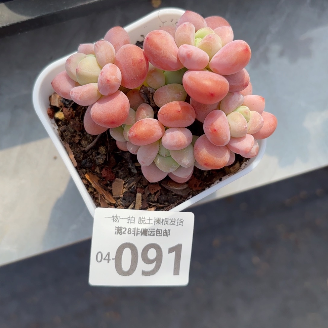 红洛神老桩多肉多肉