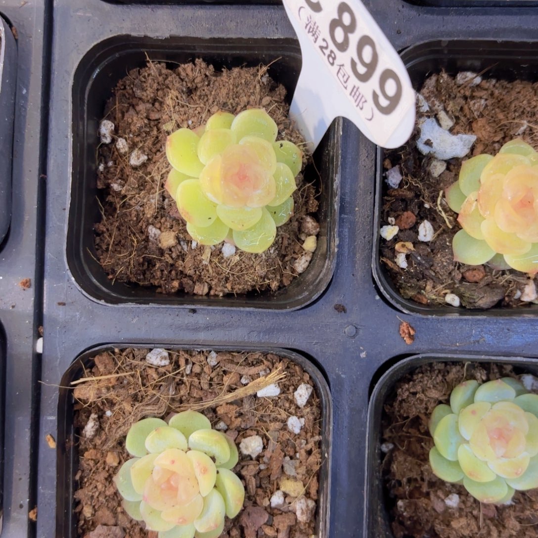 C899无尽灯一物一拍111