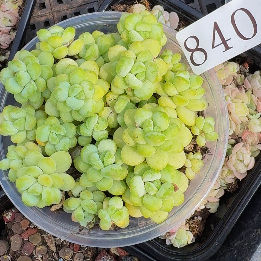 多肉植物多肉植物840 