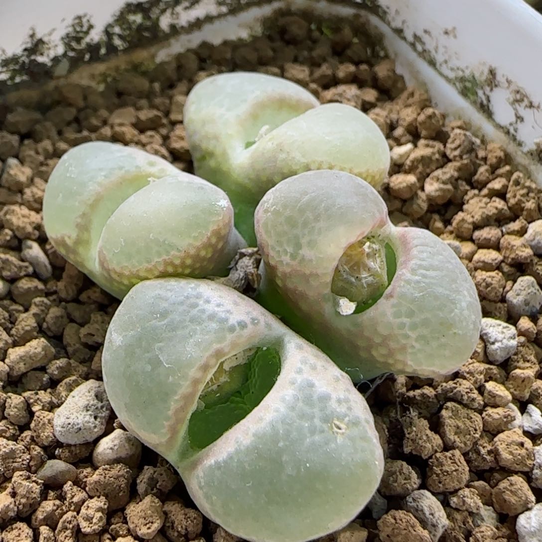 2-13-3-2当天满58包邮风铃群多肉脱土