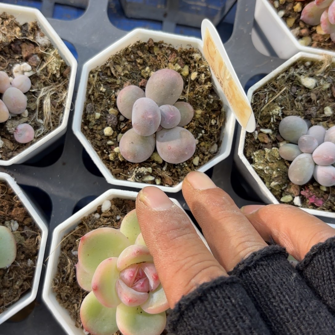 C053Mike奶一物一拍