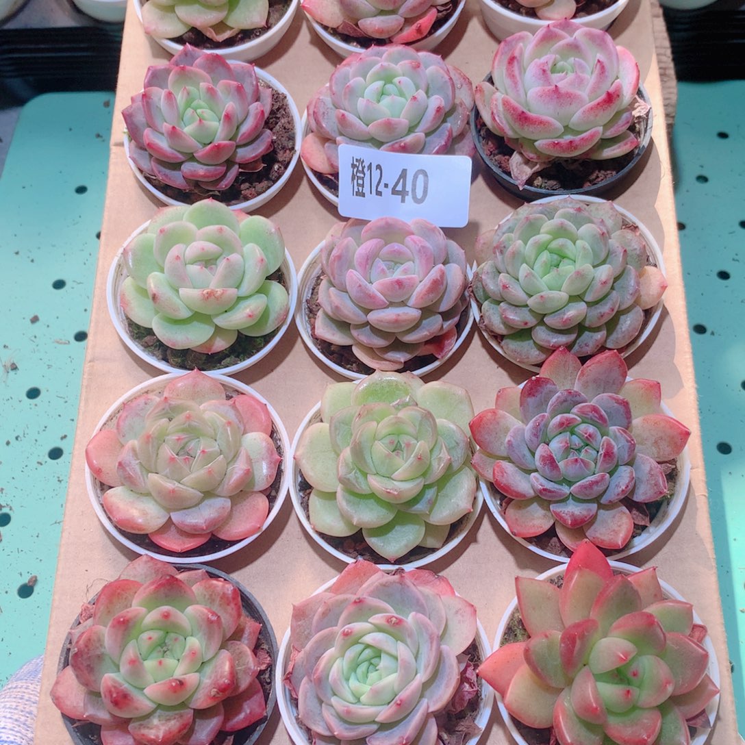 12-40一物一拍多肉带盆18颗