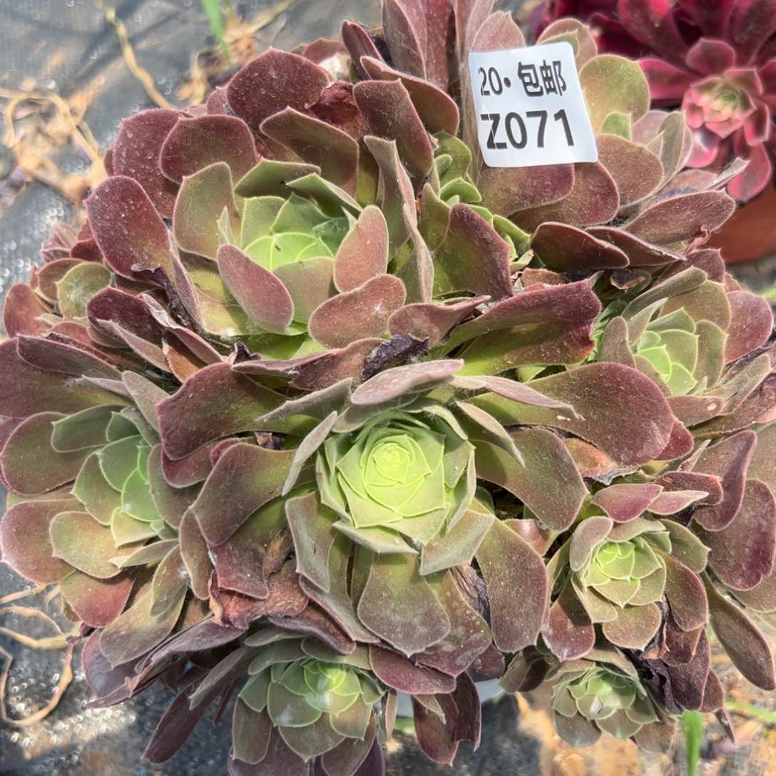 071柠檬玫瑰满20包邮