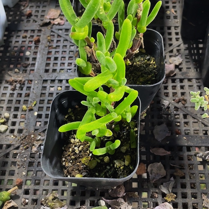 兔子枝干带盆土发