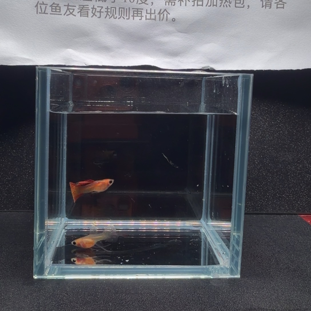 孔雀鱼糖果玻璃猫C1对