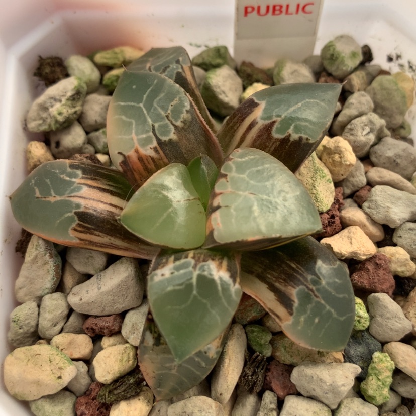 【闪购商品】343火凤凰