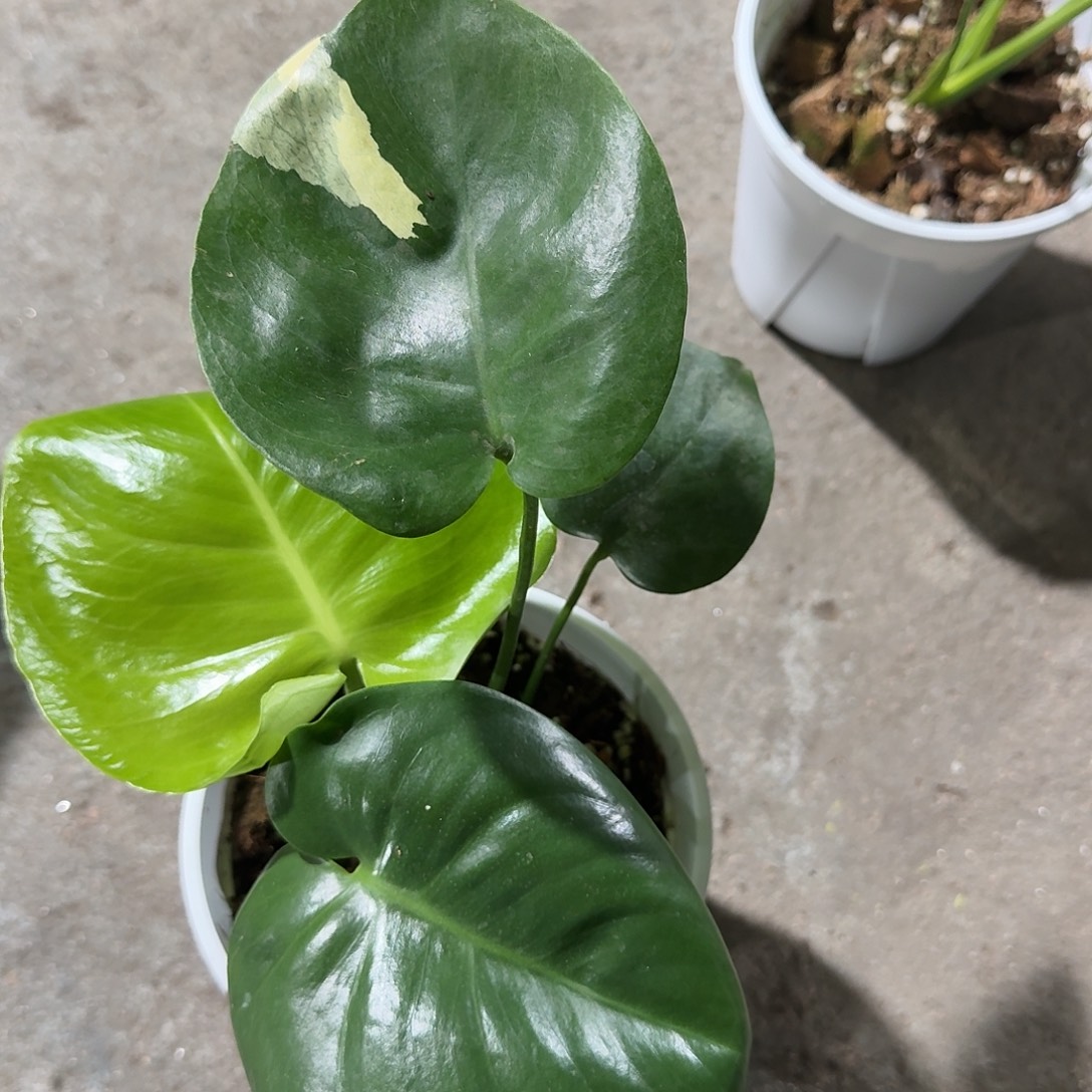 消***K无花朵龟背竹一物一拍