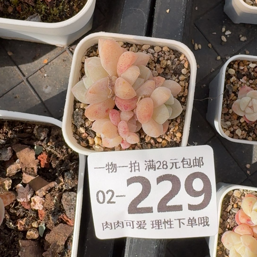 冰玉无盆土发货无