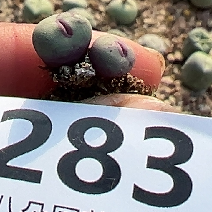 兔*小红嘴多肉，1111111