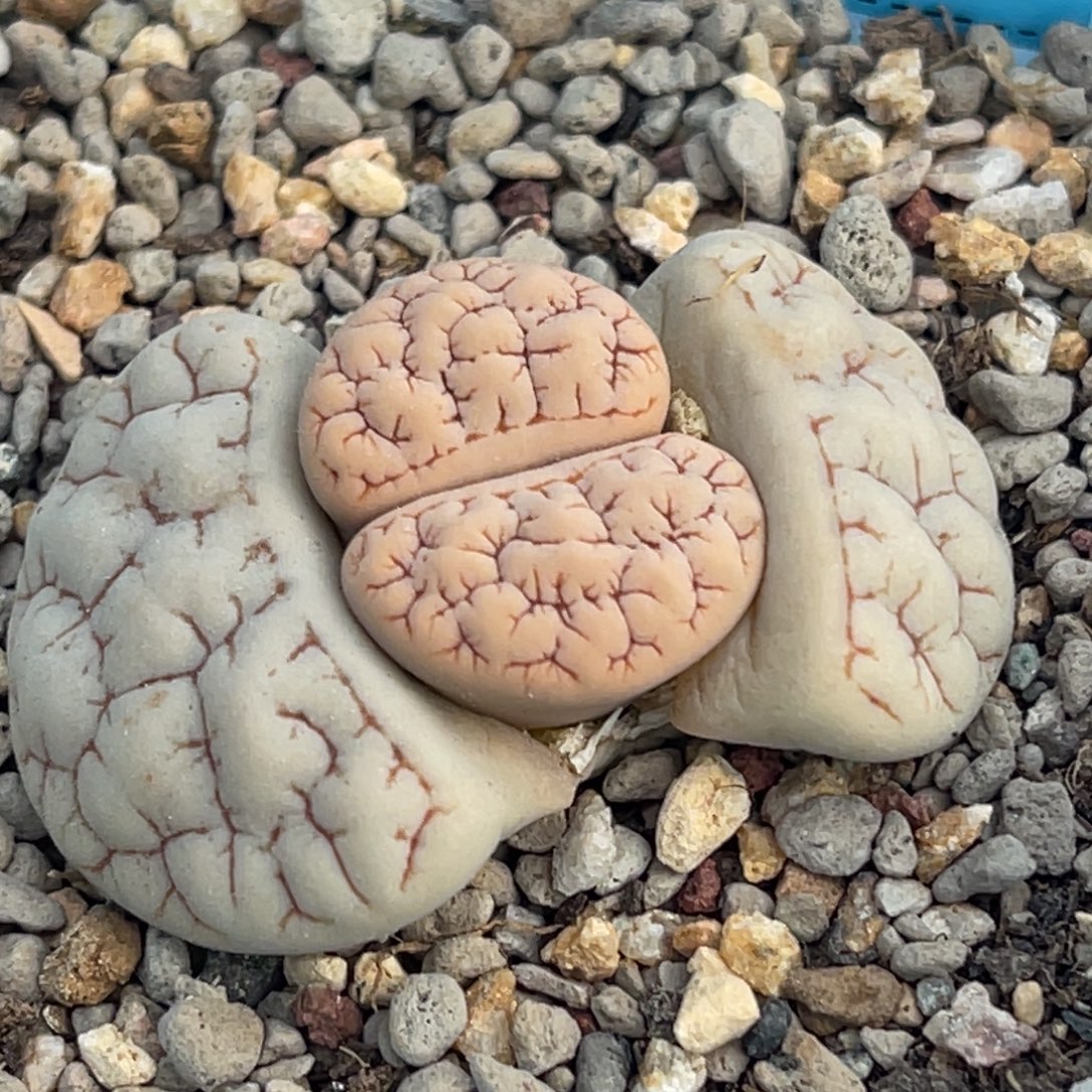 6733凹凸蛙哥189一颗