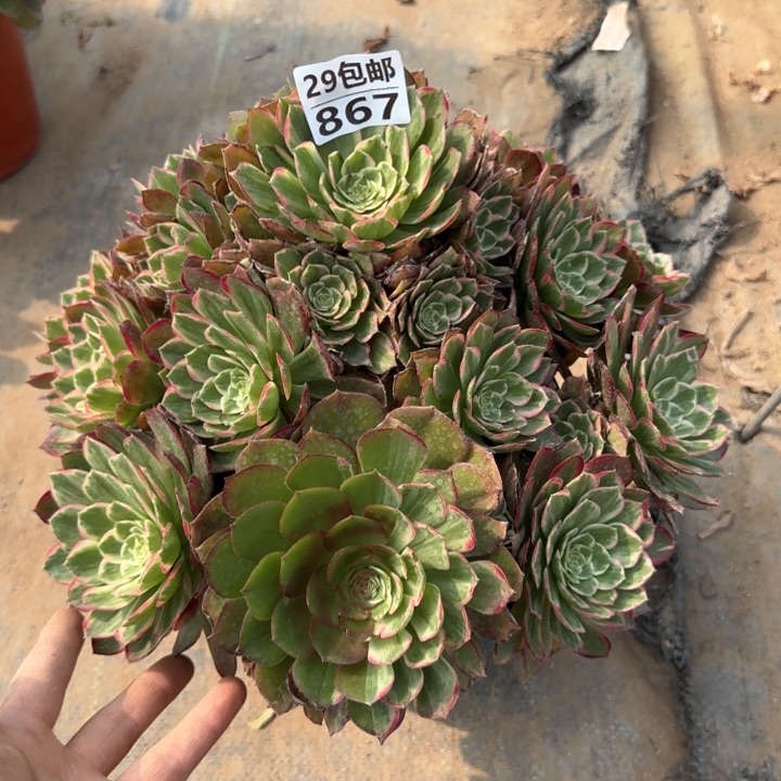 莲花……多肉植物……