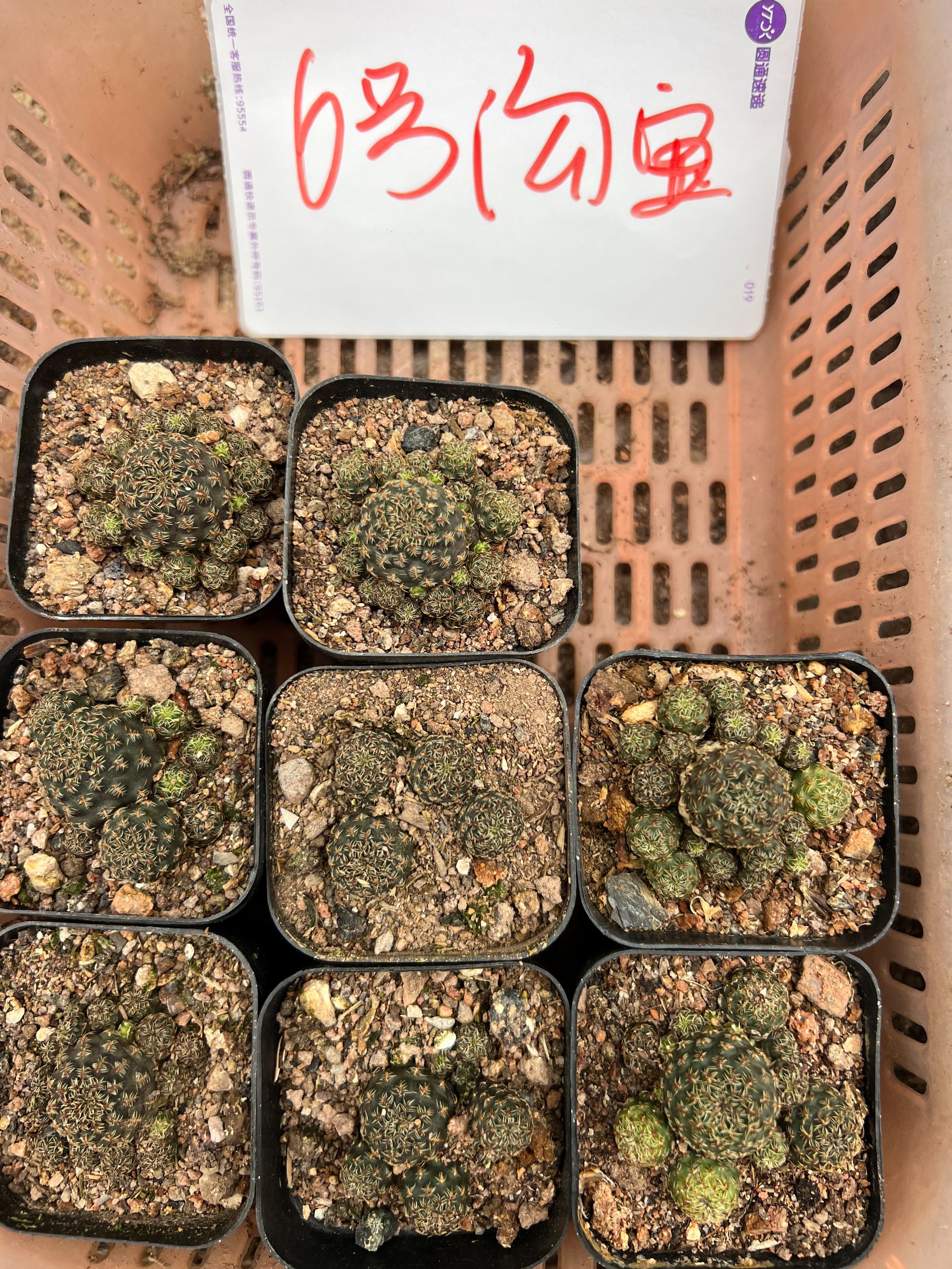 二妹园艺【 6号沟宝 】满18包邮仙人球默认脱土随机发货