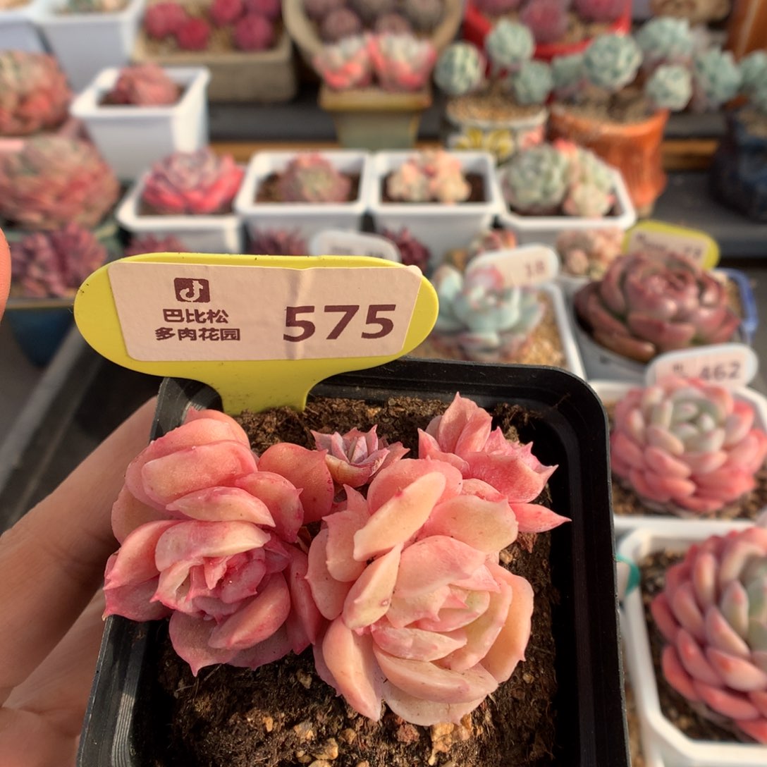 575昂斯诺石化多肉植物
