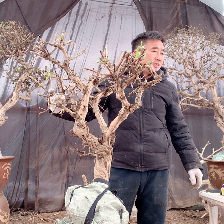 用***哥全部花朵金银花888888