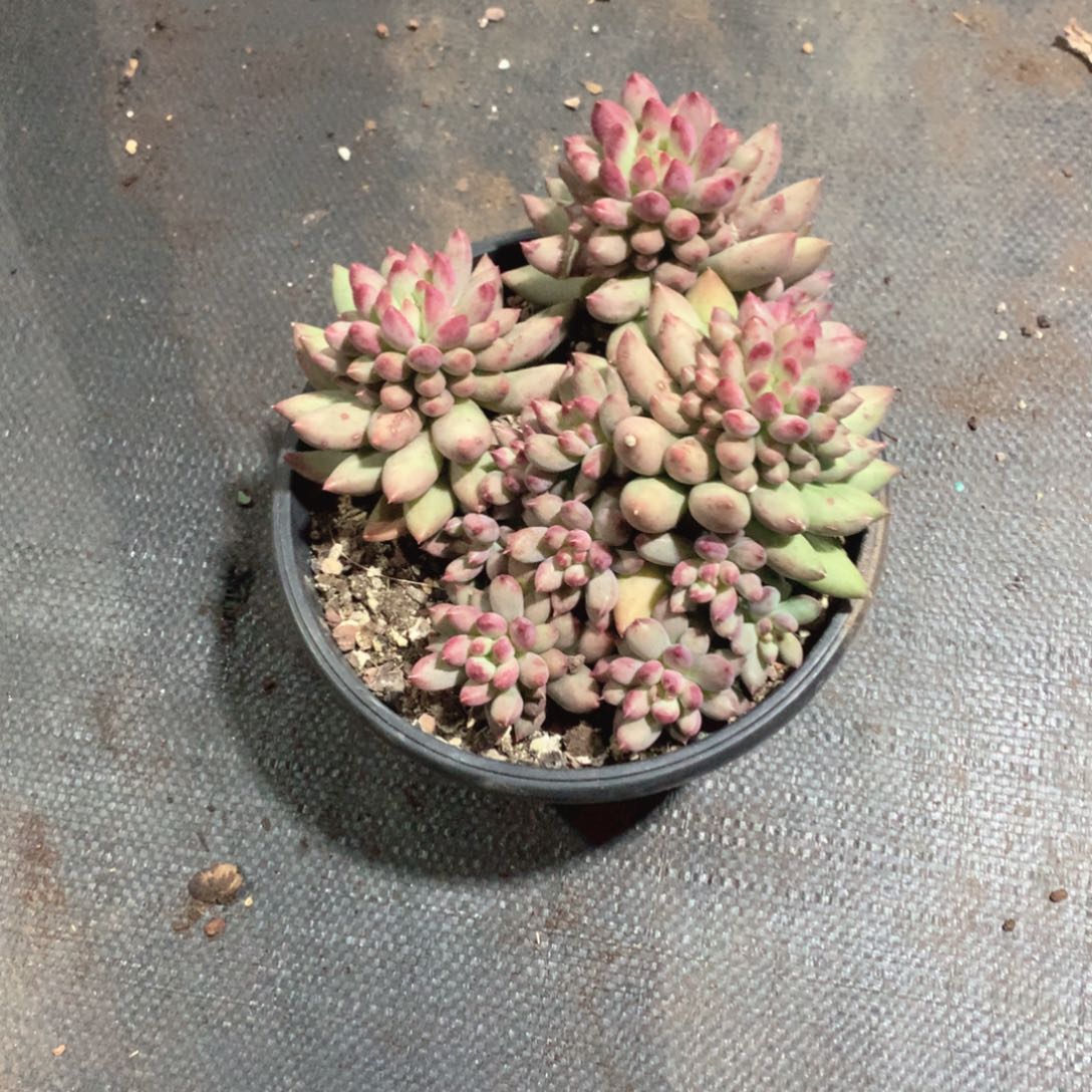 多肉植物多肉植物