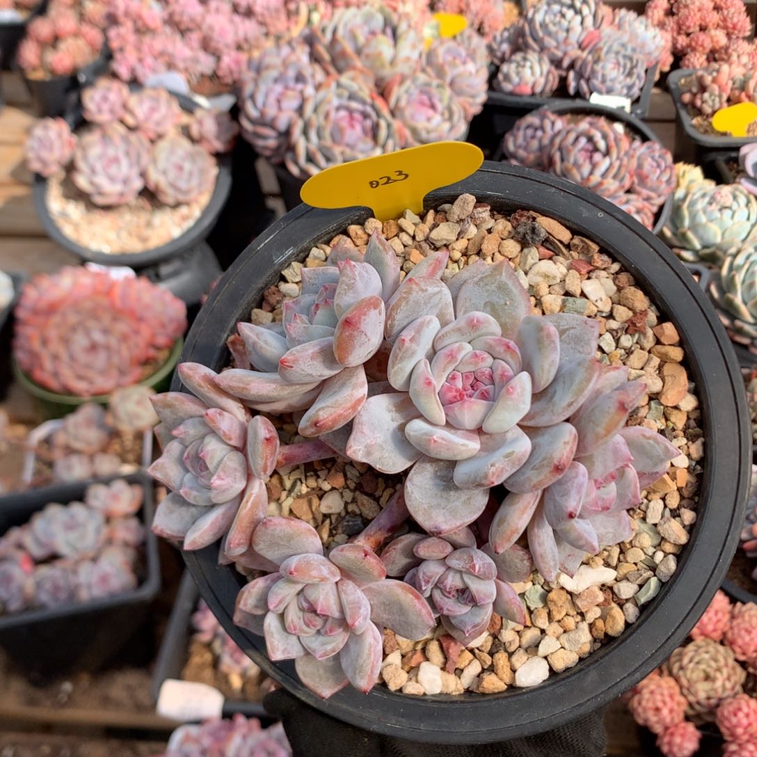 13厘米有砍紫皮紫心石榴籽 飘枝  023