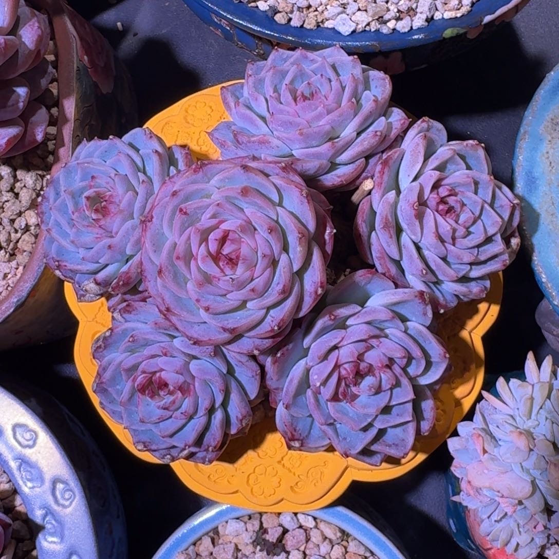 天鹅绒 手捧 （有砍）一物一拍