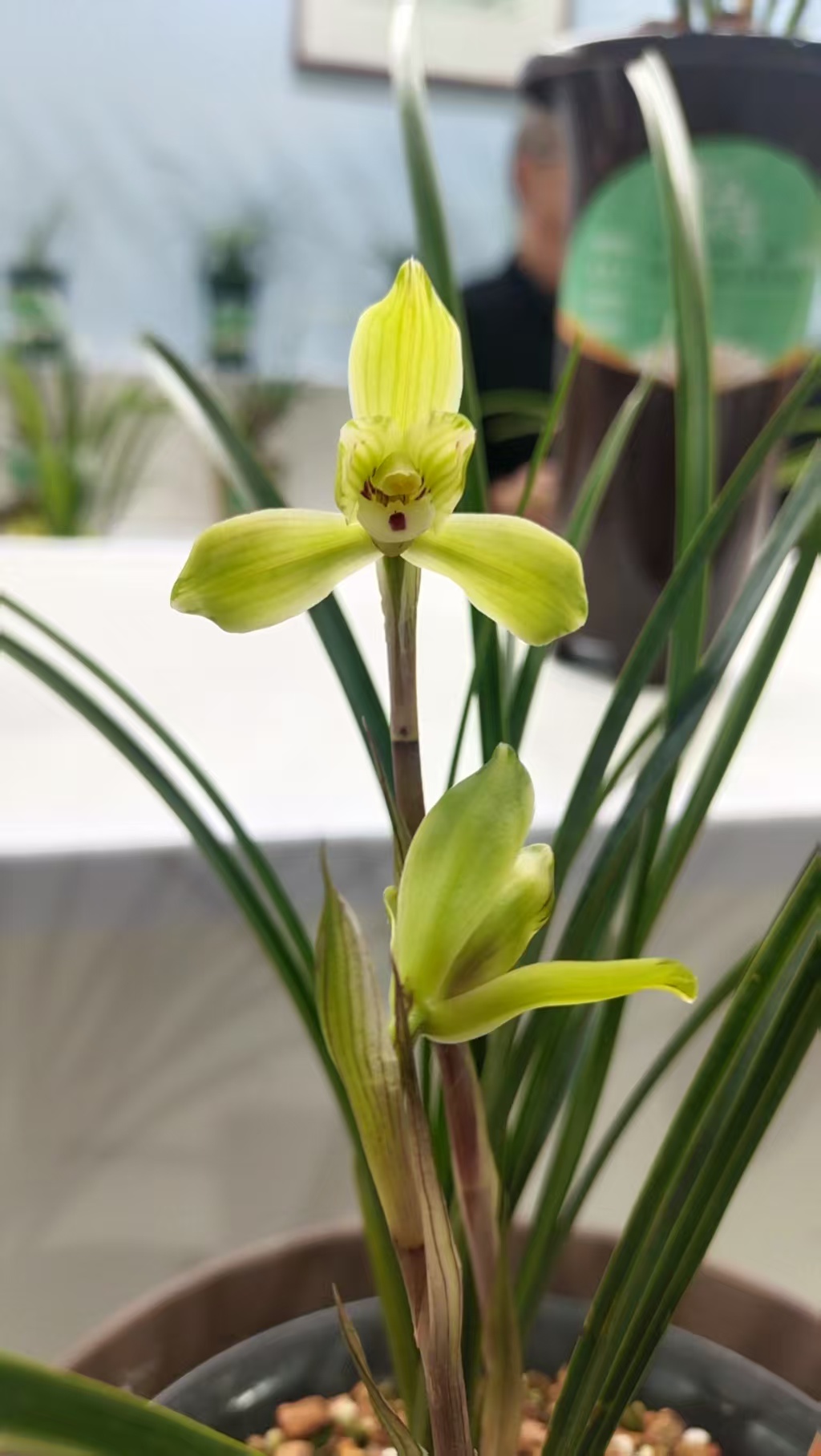 自然种植易养活的春兰绿植巧笑适合阳台养殖的花卉兰花草兰草