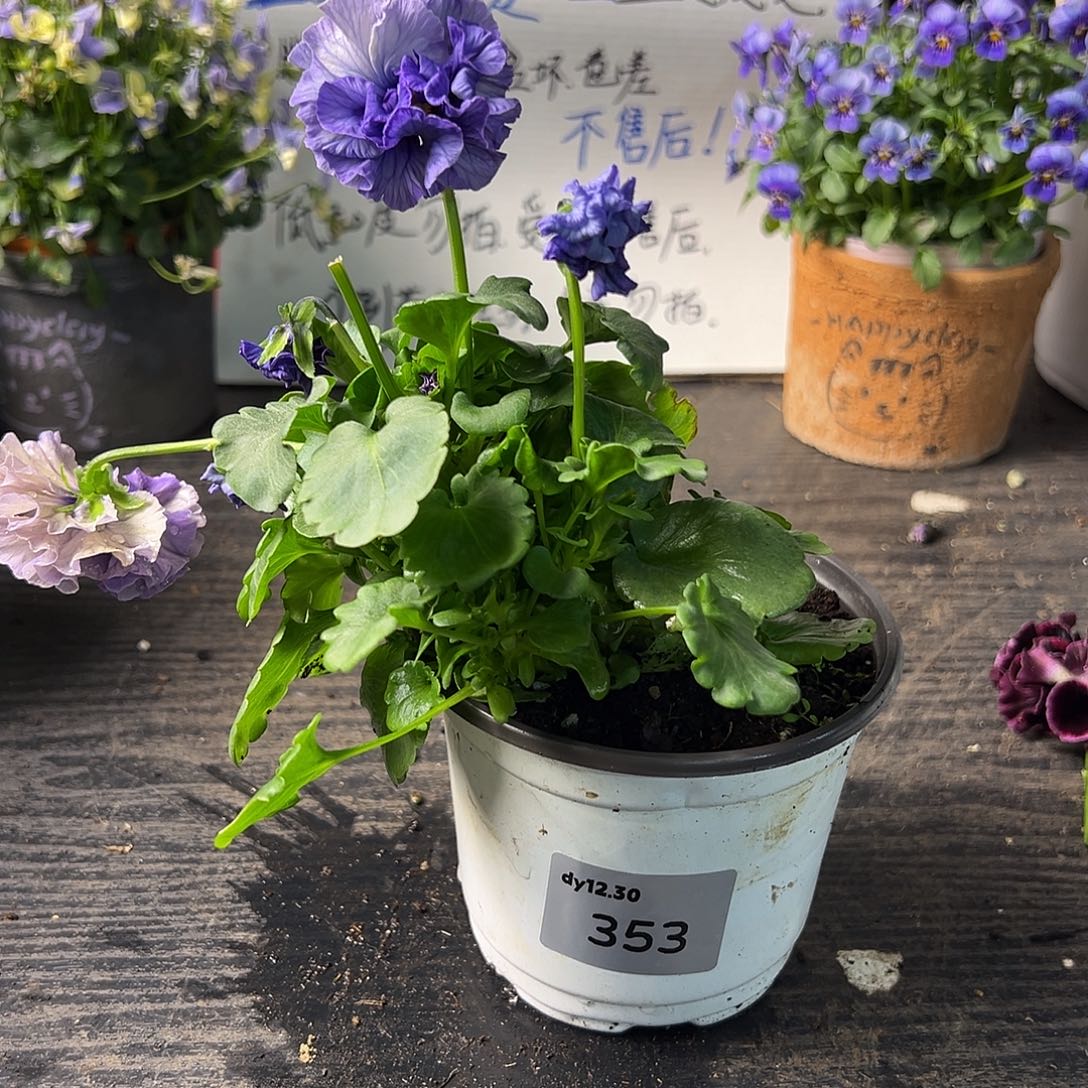 当前无花朵，栽培后可花朵353号