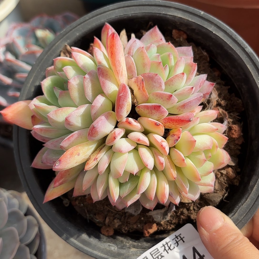 同温层多肉雪夜王子244