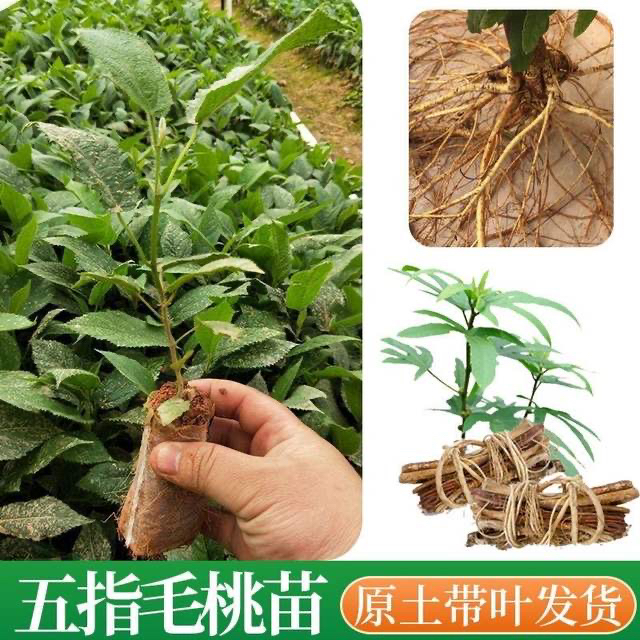 正宗广西新品奶香五指毛桃苗五叉虎苗原土原杯带叶发货图片