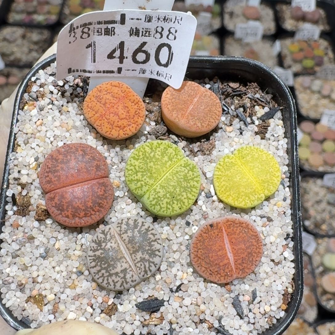 zzz好货也福利1460