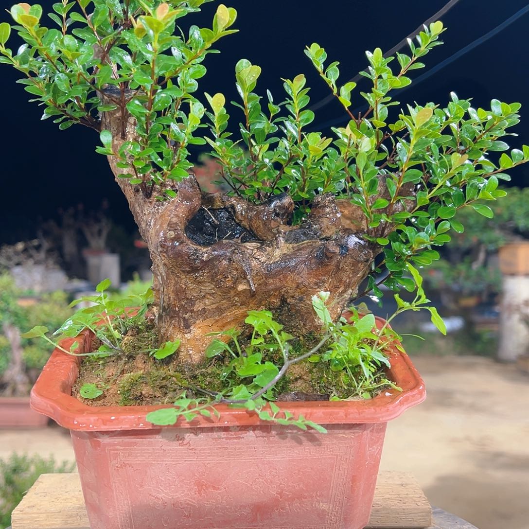 以实际为准山采红芽赤楠