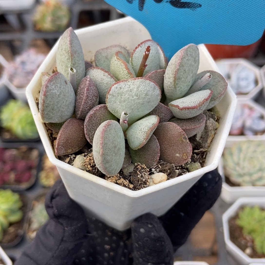 102绿磨砂多肉植物保护