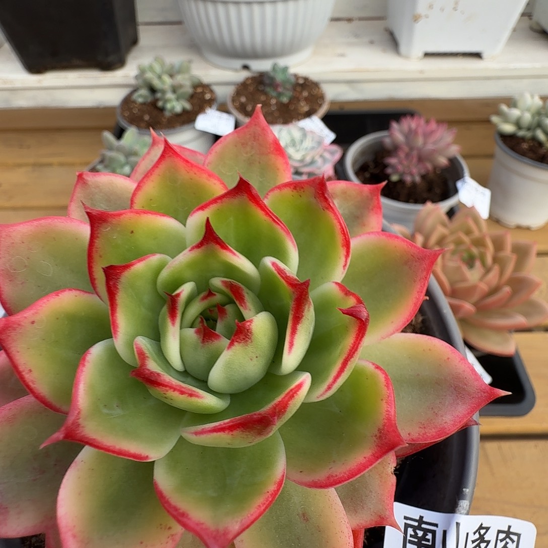 桃花锦11111214-37