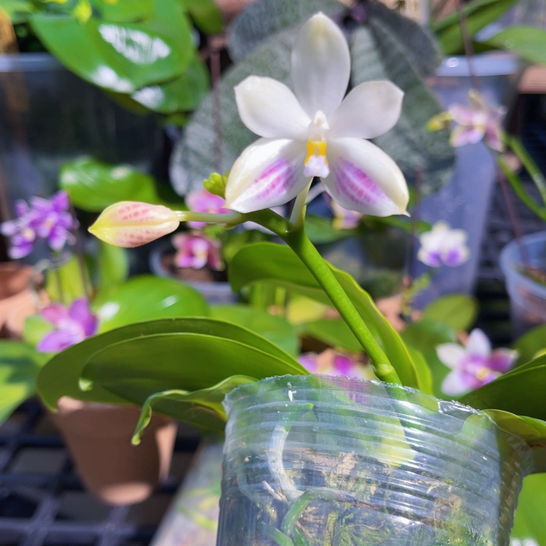 完全开放蝴蝶兰原生