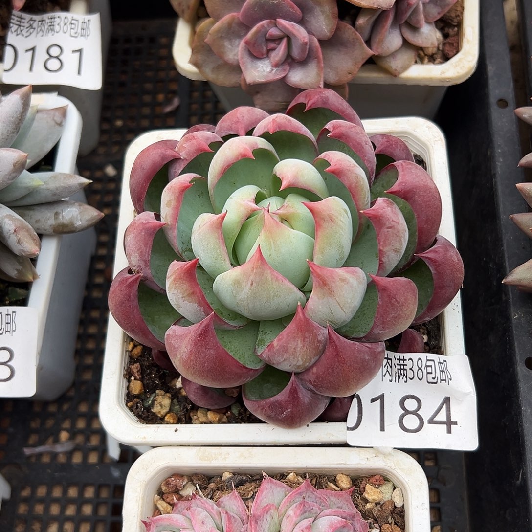 多肉一物一拍植物0184