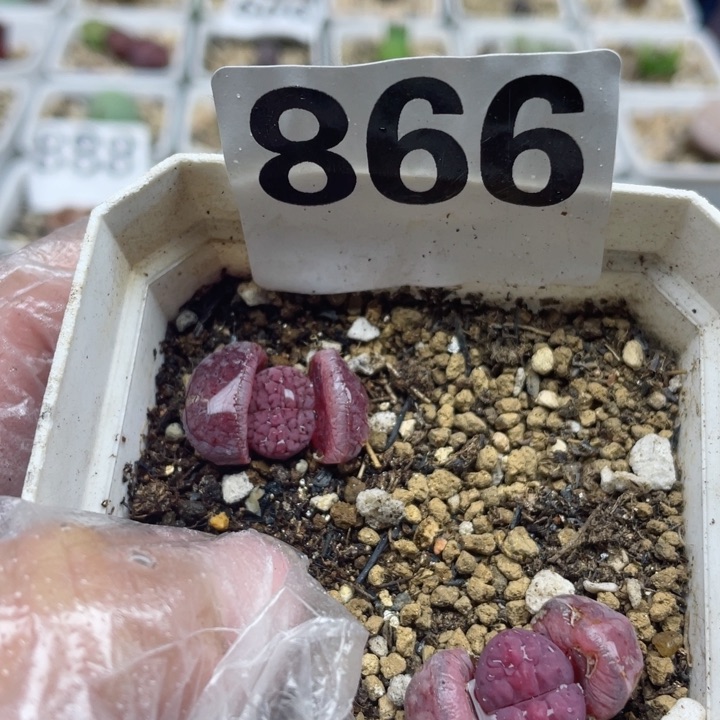 866阿克塞尔玫瑰一颗