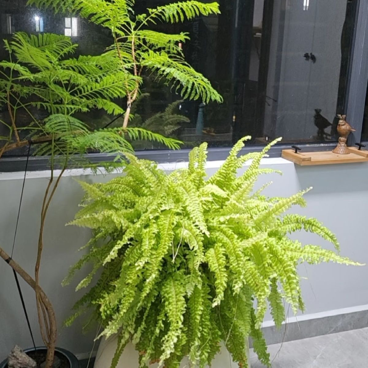 黄金波斯顿蕨肾蕨客厅室内吊篮垂吊植物绿植盆栽吸甲醛耐阴好养
