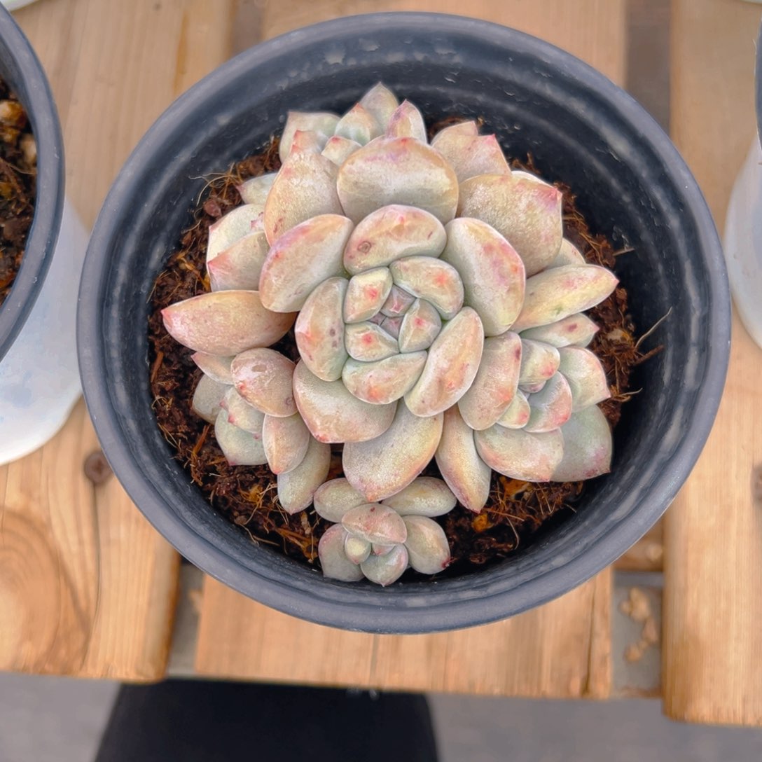 ?**鱼新年快乐 新年快乐