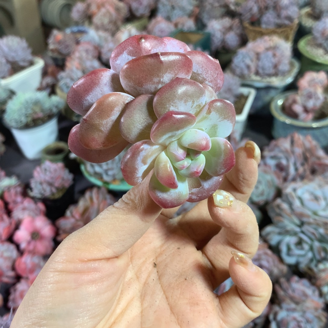 石榴籽哈哈哈哈哈哈哈哈哈，