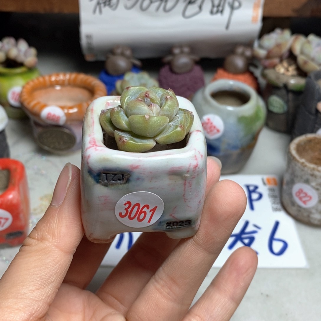 拍5送一个小礼物