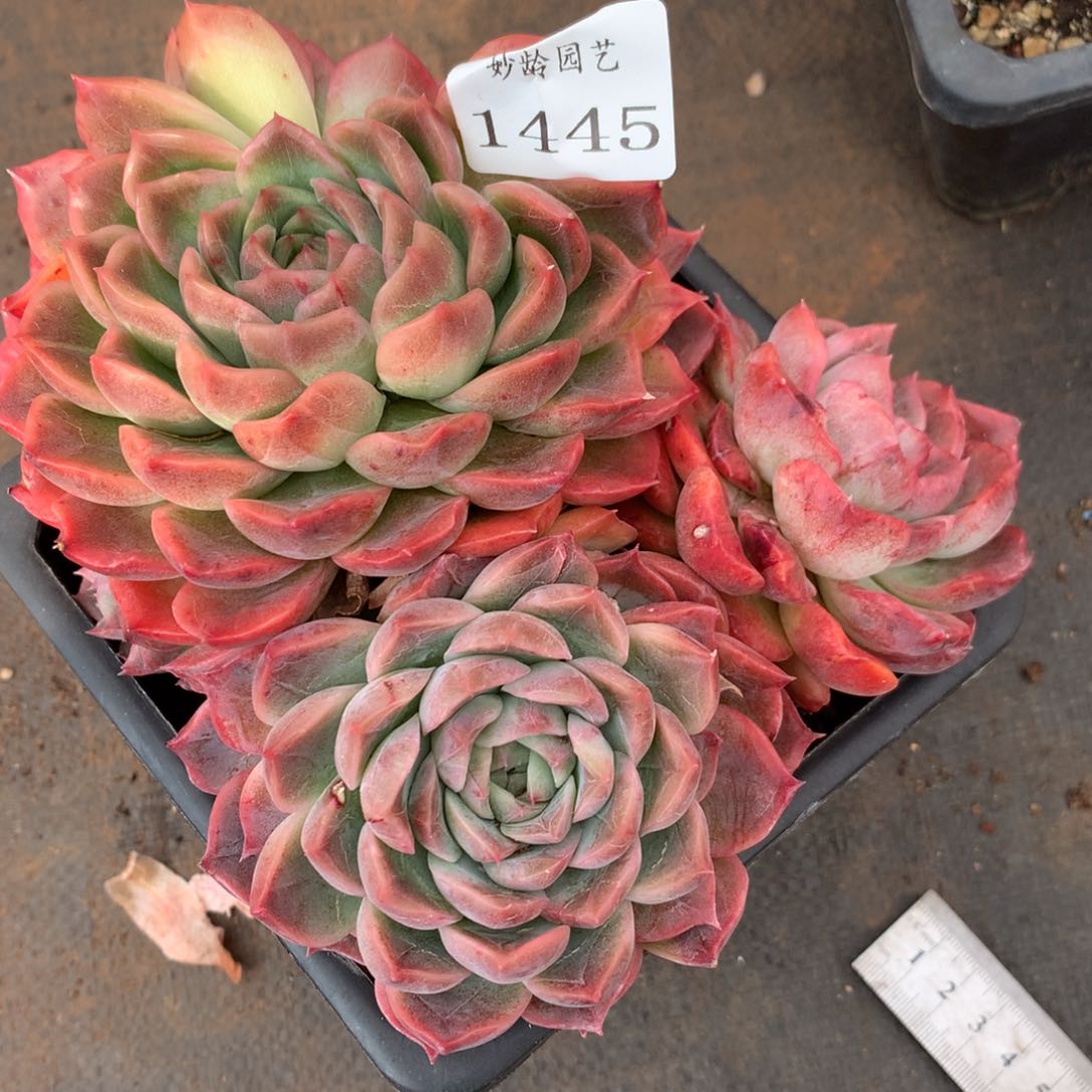 1445杂交精品基地15厘米