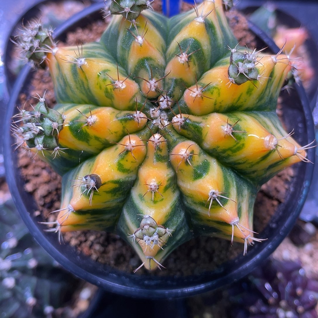 1-266米哈锦7.4厘米