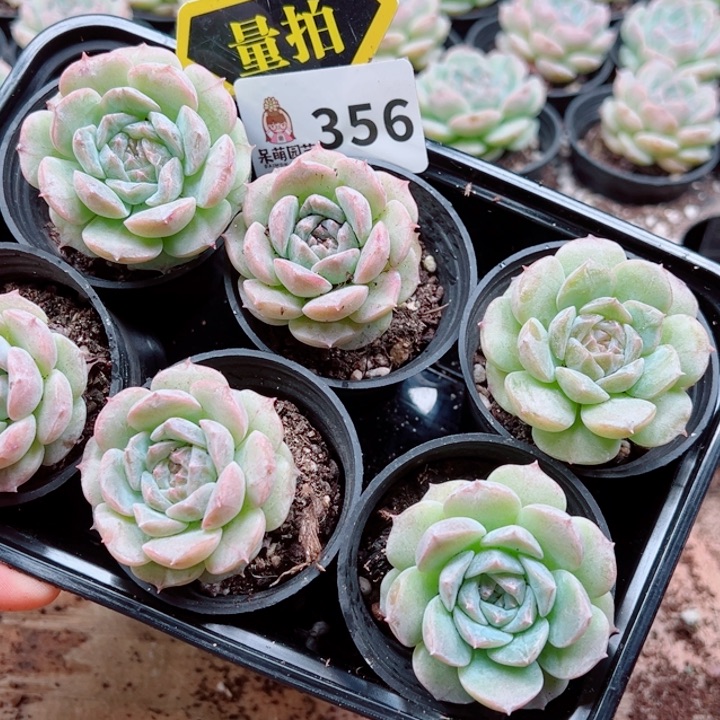 多肉植物多肉植物