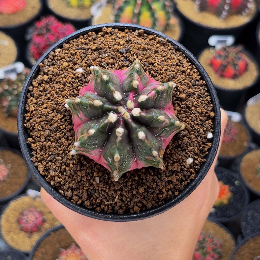 轮回锦 米哈仙人球