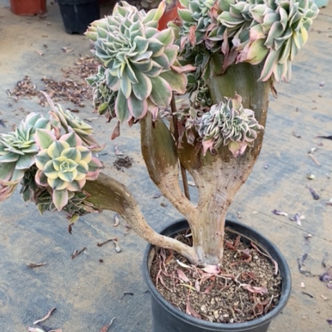 灿烂缀3多肉植物法师法师