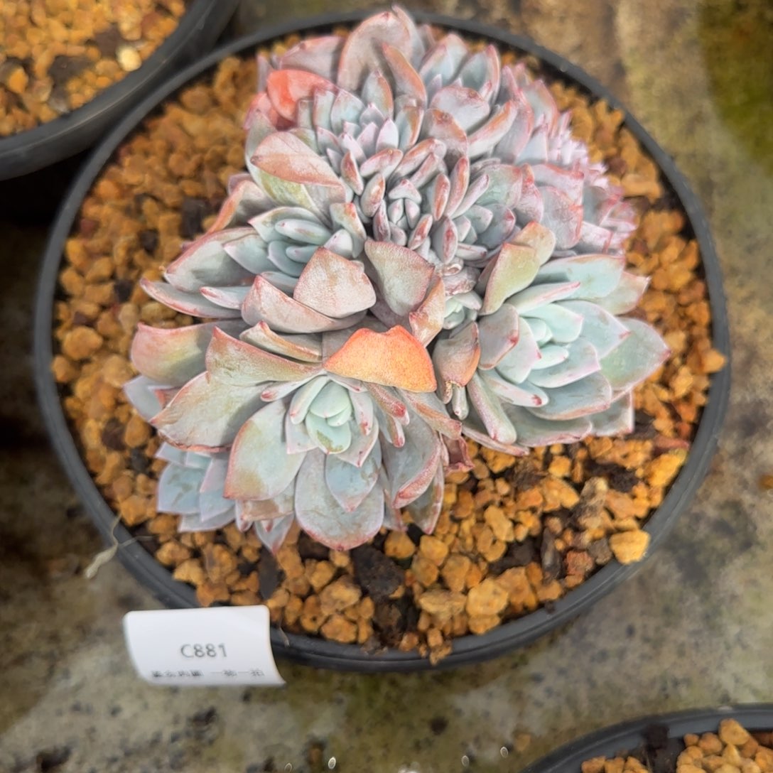 ****的C881奶茶群生带朵朵    